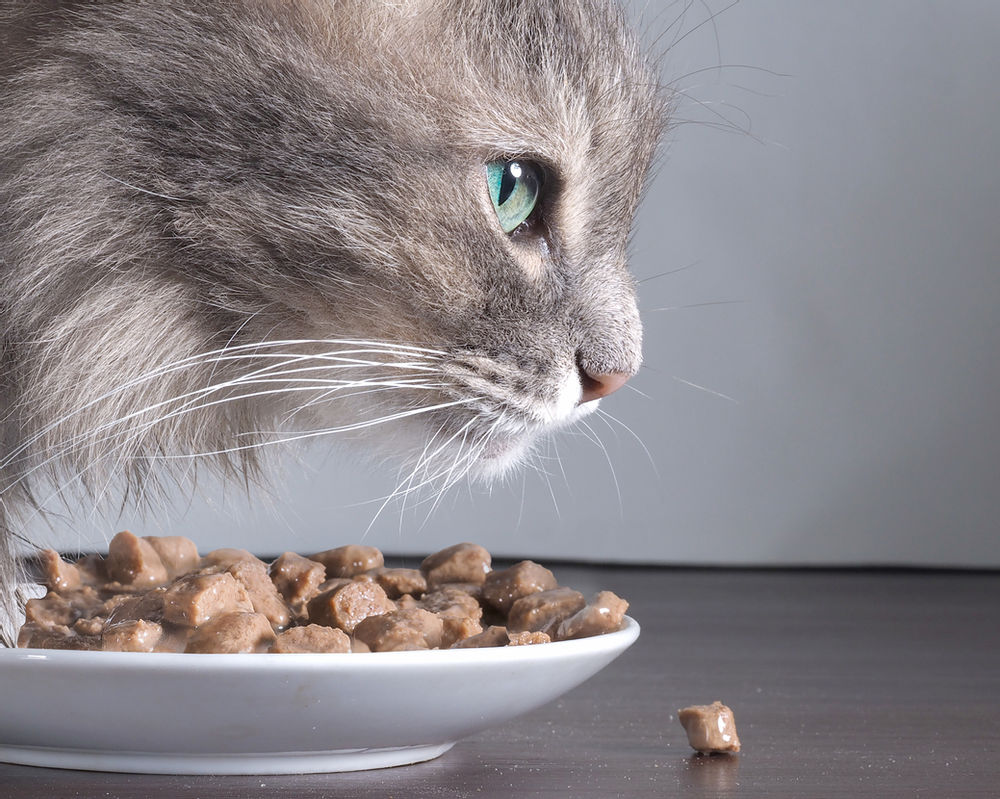 Perhatikan 5 Hal Ini Sebelum Membeli Makanan Kucing Anda